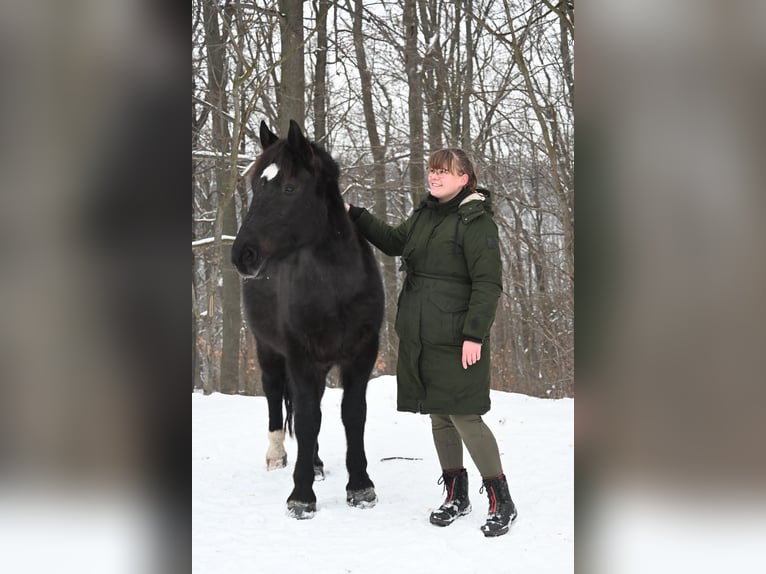 Schweres Warmblut Klacz 5 lat 160 cm Kara in Liebstadt