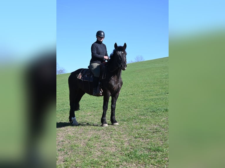 Schweres Warmblut Klacz 5 lat 160 cm Kara in Liebstadt