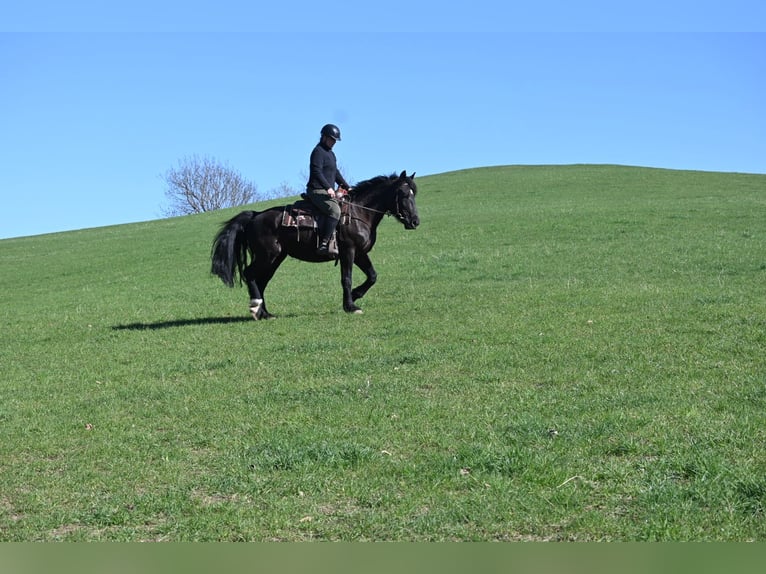 Schweres Warmblut Klacz 5 lat 160 cm Kara in Liebstadt