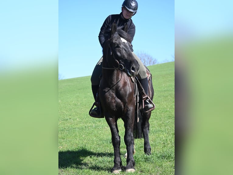 Schweres Warmblut Klacz 5 lat 160 cm Kara in Liebstadt