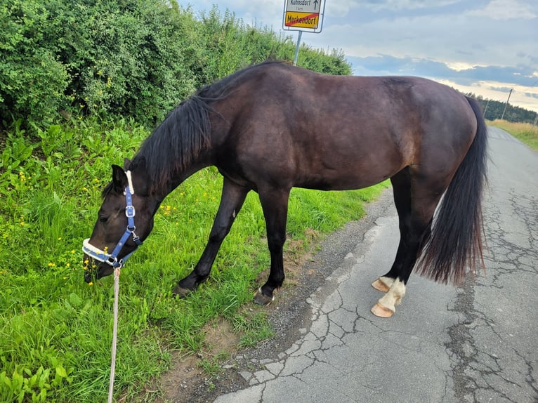 Schweres Warmblut Klacz 5 lat 164 cm Skarogniada in Zeulenroda-Triebes