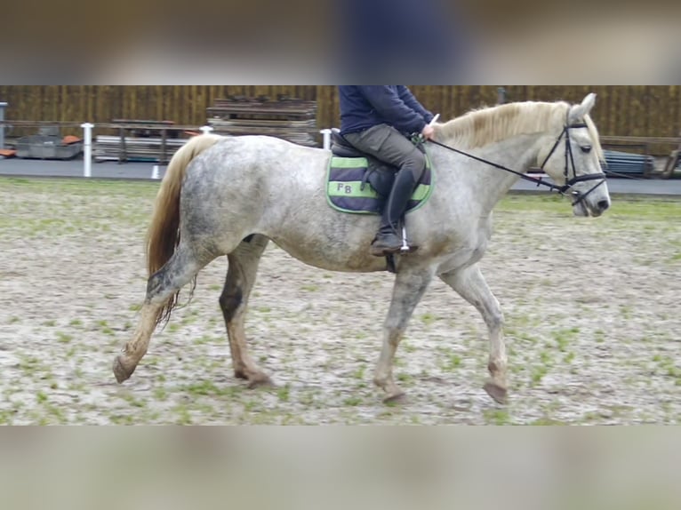 Schweres Warmblut Klacz 5 lat 165 cm Siwa in Kamenz