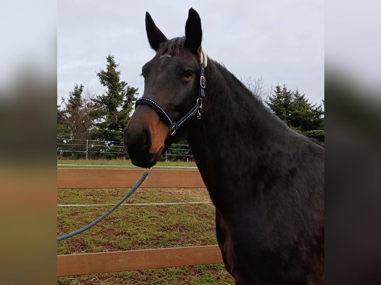 Schweres Warmblut Klacz 5 lat 168 cm Ciemnogniada in Zwickau