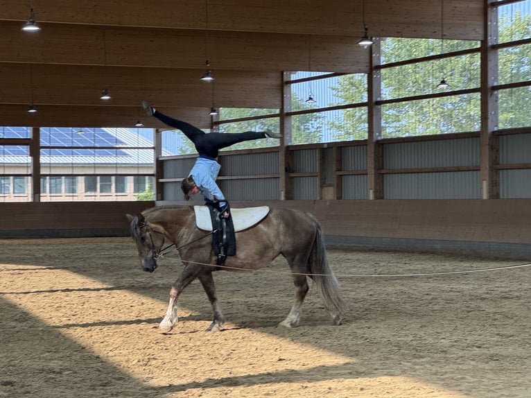 Schweres Warmblut Klacz 6 lat 163 cm Ciemnokasztanowata in Ganschow