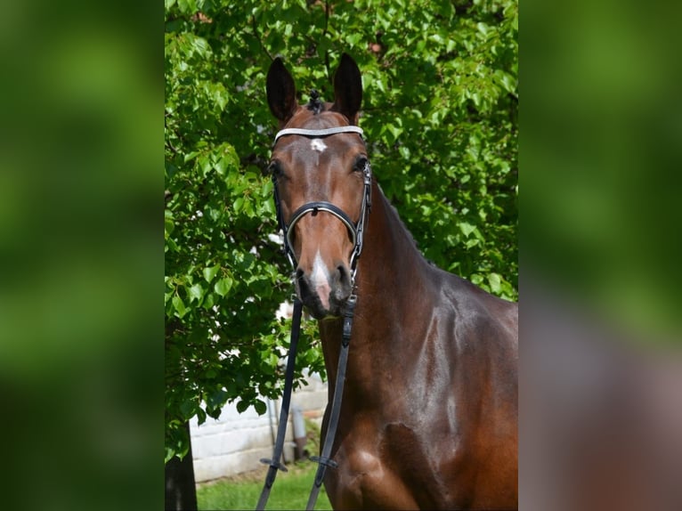 Schweres Warmblut Klacz 6 lat 164 cm Gniada in Erfurt