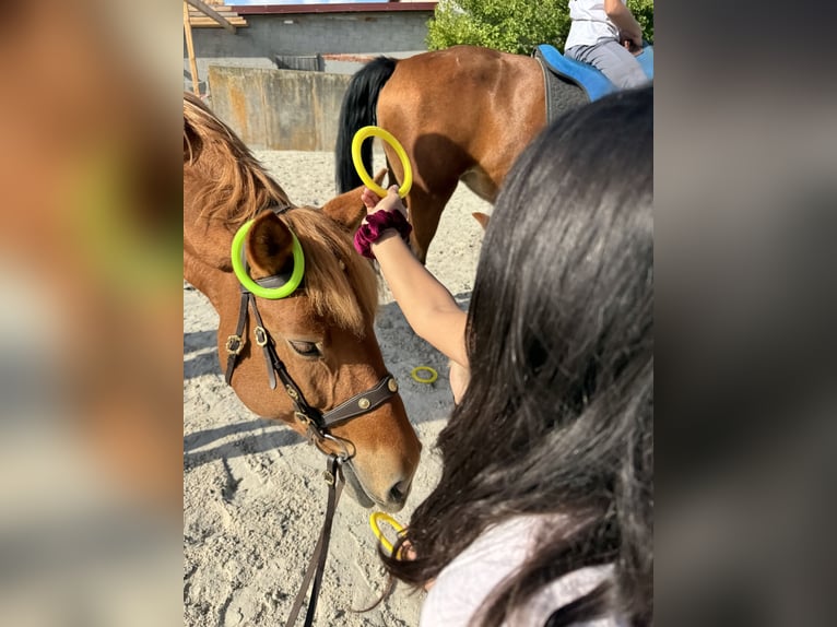 Schweres Warmblut Klacz 6 lat 165 cm Kasztanowata in Babenhausen