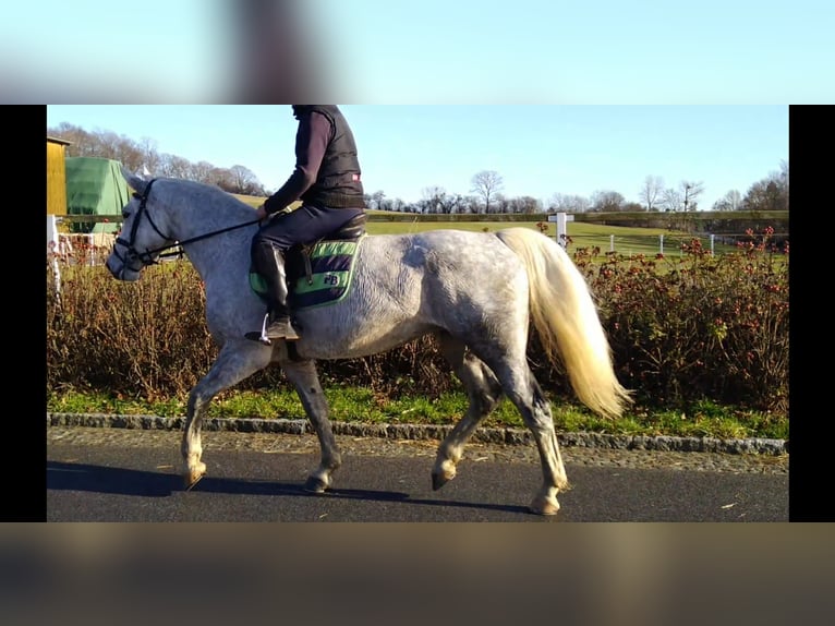 Schweres Warmblut Klacz 6 lat 165 cm Siwa in Kamenz
