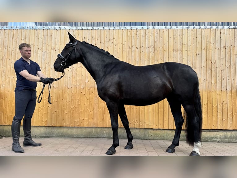 Schweres Warmblut Klacz 6 lat 165 cm Skarogniada in Schildow