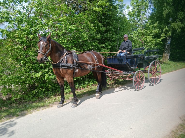 Schweres Warmblut Klacz 6 lat 167 cm Gniada in Altenbeken