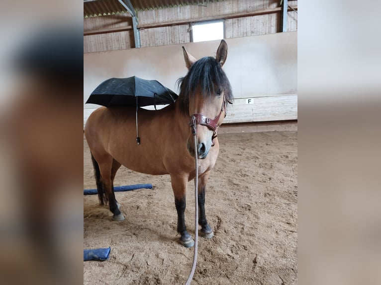 Schweres Warmblut Klacz 7 lat 149 cm Bułana in Kaisersbach