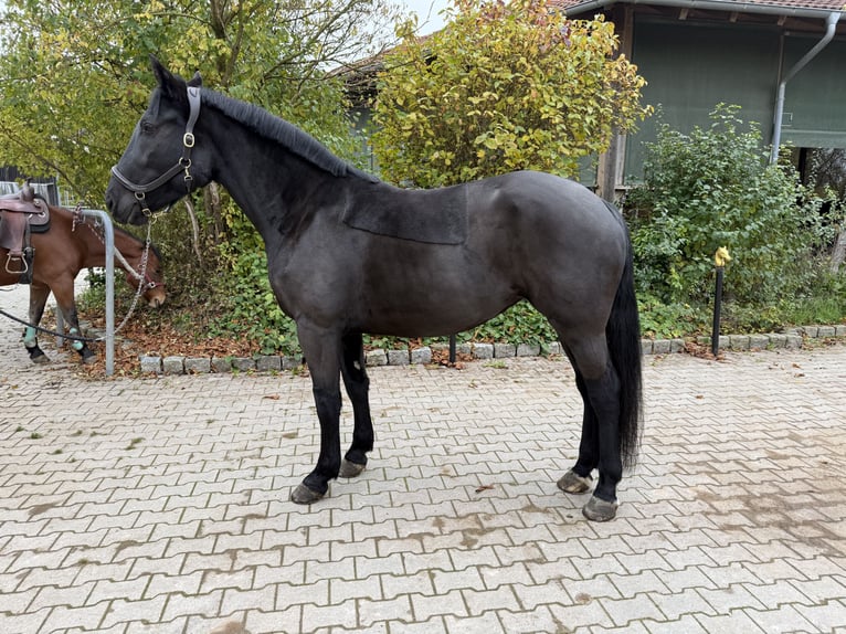 Schweres Warmblut Klacz 7 lat 160 cm Kara in Mainbernheim