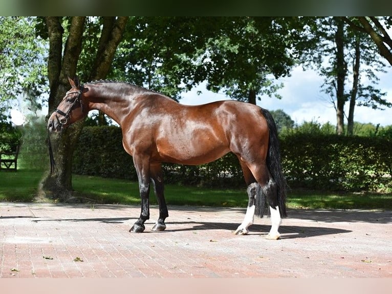 Schweres Warmblut Klacz 7 lat 167 cm Gniada in Visbek