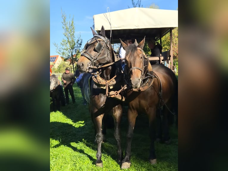 Schweres Warmblut Klacz 7 lat 170 cm Skarogniada in Leuna