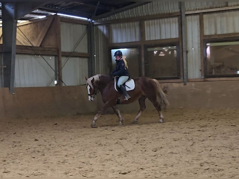 Schweres Warmblut Klacz 8 lat 156 cm in Mülheim an der Ruhr