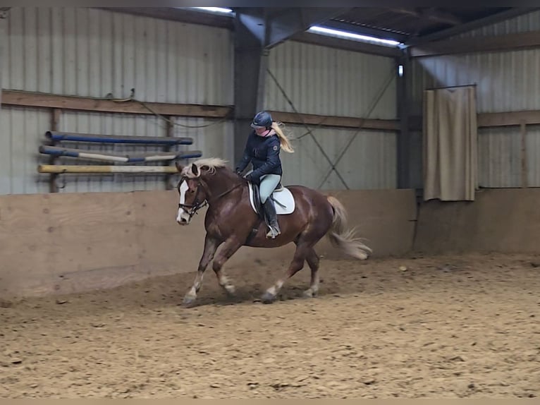 Schweres Warmblut Klacz 8 lat 156 cm in Mülheim an der Ruhr