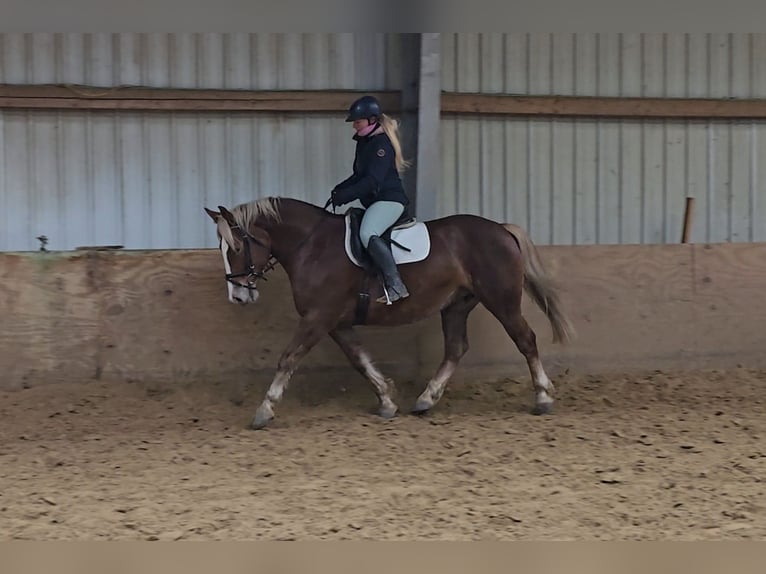 Schweres Warmblut Klacz 8 lat 156 cm in Mülheim an der Ruhr