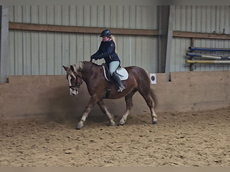 Schweres Warmblut Klacz 8 lat 156 cm in Mülheim an der Ruhr