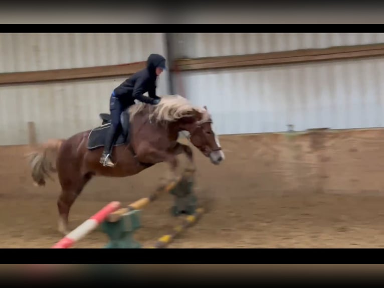 Schweres Warmblut Klacz 8 lat 156 cm in Mülheim an der Ruhr