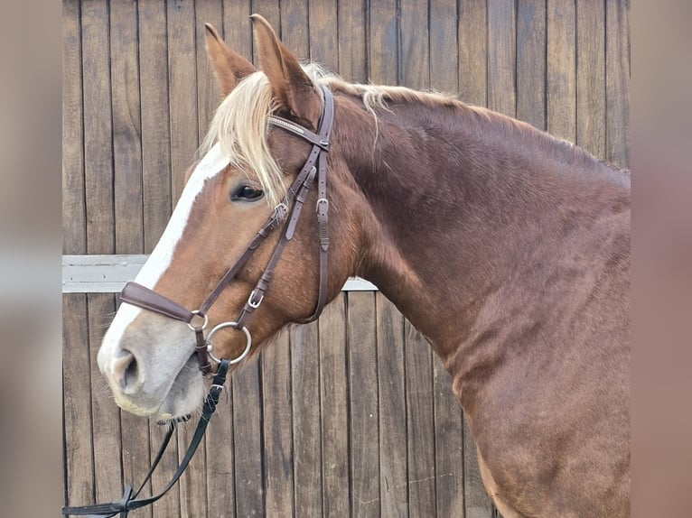 Schweres Warmblut Klacz 8 lat 156 cm in Mülheim an der Ruhr