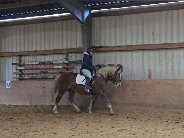 Schweres Warmblut Klacz 8 lat 156 cm in Mülheim an der Ruhr