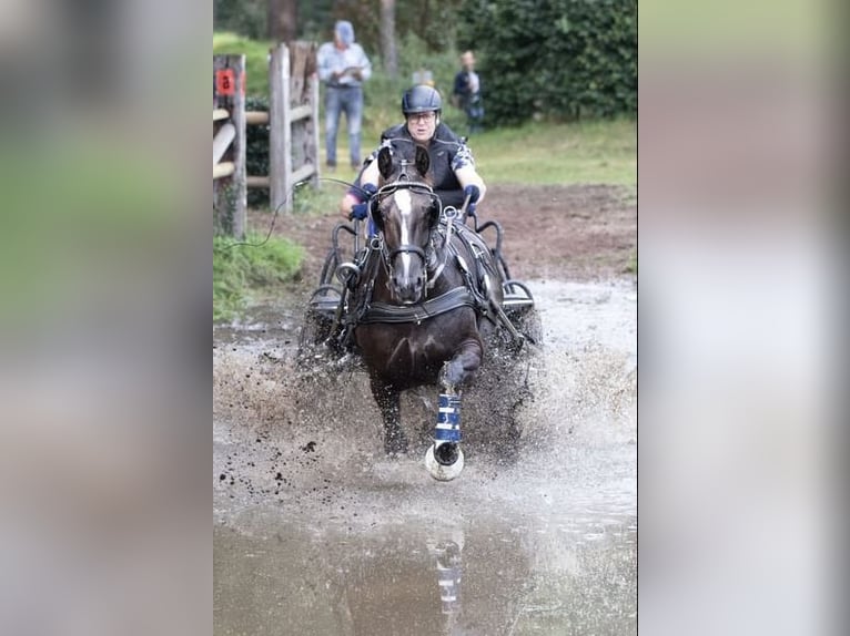 Schweres Warmblut Klacz 8 lat 162 cm Kara in Badbergen