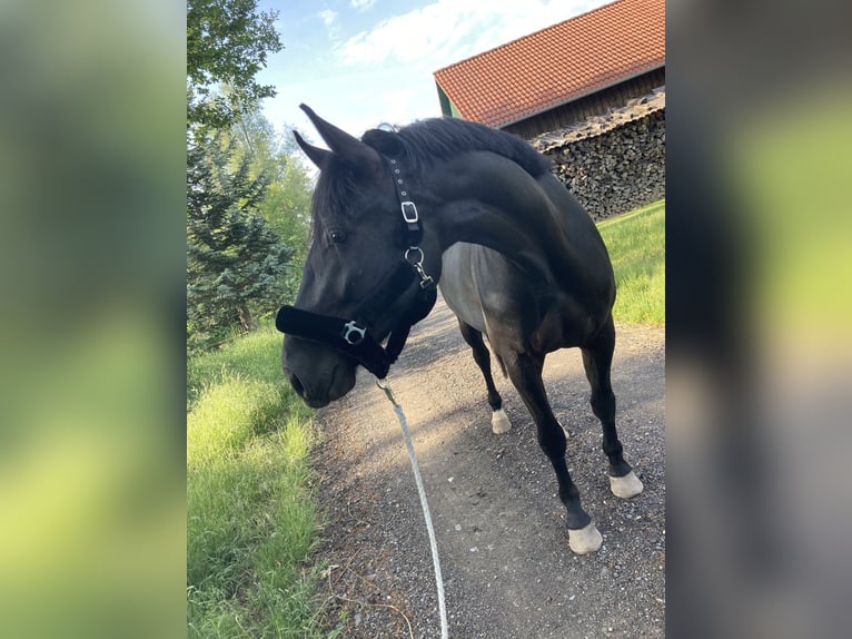 Schweres Warmblut Klacz 8 lat 165 cm Kara in Zeil am Main