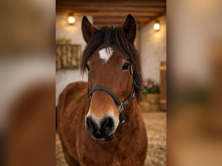 Schweres Warmblut Klacz 8 lat 167 cm Gniada in Neustadt an der Orla