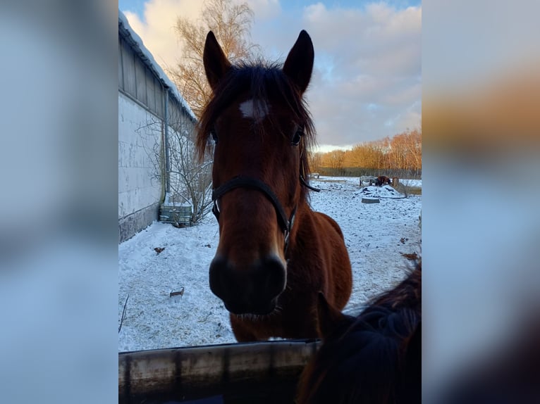 Schweres Warmblut Klacz 8 lat 167 cm Gniada in Neustadt an der Orla