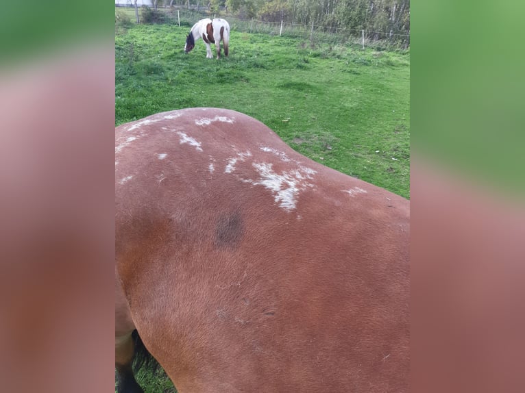 Schweres Warmblut Klacz 8 lat 167 cm Gniada in Neustadt an der Orla