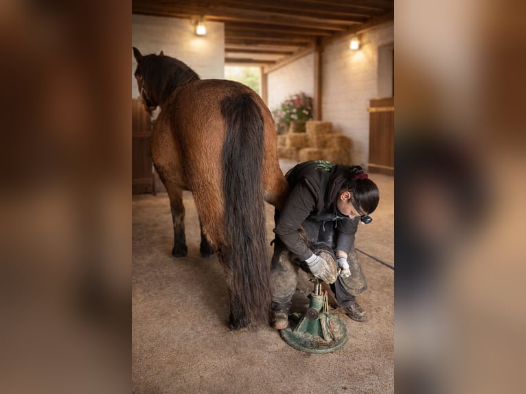 Schweres Warmblut Klacz 8 lat 167 cm Gniada in Neustadt an der Orla