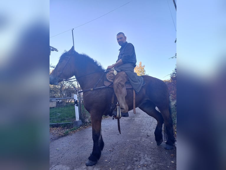 Schweres Warmblut Klacz 8 lat 167 cm Gniada in Neustadt an der Orla