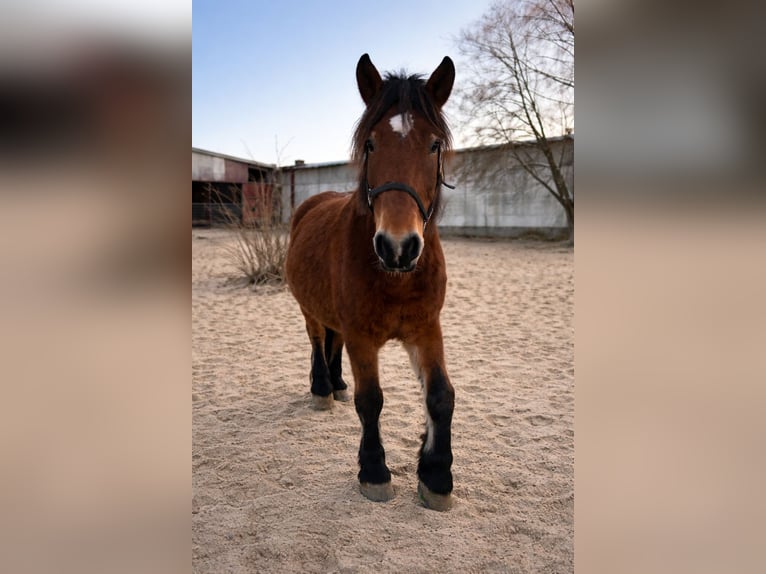 Schweres Warmblut Klacz 8 lat 167 cm Gniada in Neustadt an der Orla