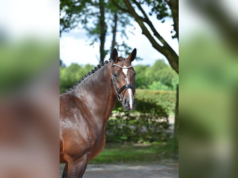 Schweres Warmblut Klacz 8 lat 167 cm Gniada in Visbek