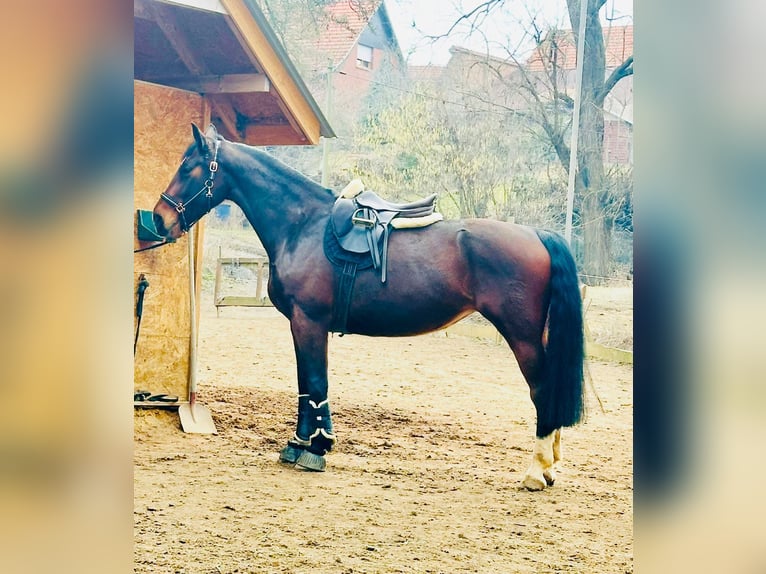 Schweres Warmblut Klacz 8 lat 167 cm  in Arnstein