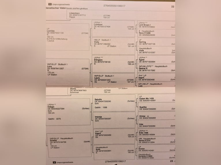 Schweres Warmblut Klacz 8 lat 168 cm Gniada in Lo&#xDF;burg