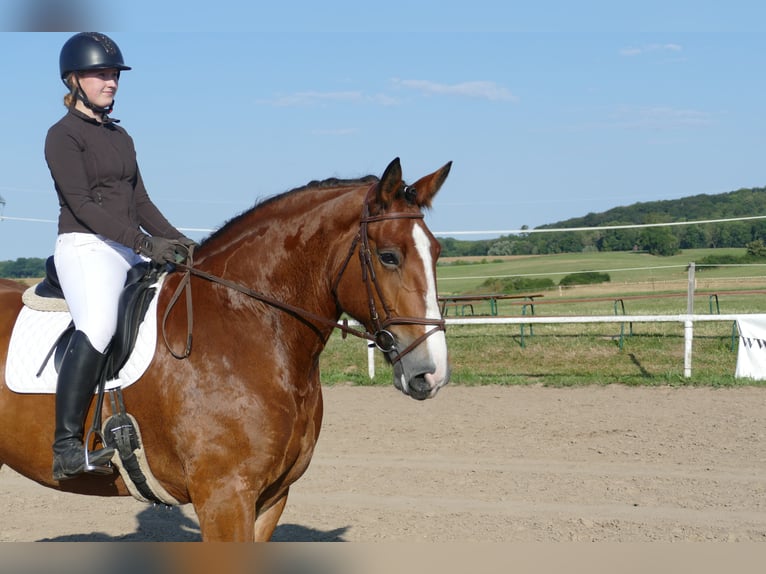 Schweres Warmblut Klacz 8 lat 169 cm Gniada in Ganschow