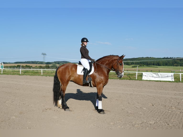 Schweres Warmblut Klacz 8 lat 169 cm Gniada in Ganschow