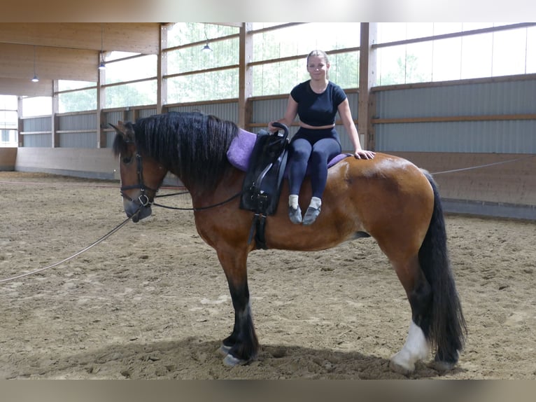 Schweres Warmblut Klacz 8 lat 169 cm Gniada in Ganschow