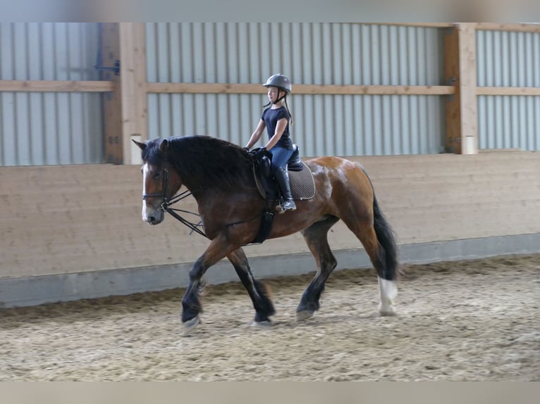 Schweres Warmblut Klacz 8 lat 169 cm Gniada in Ganschow