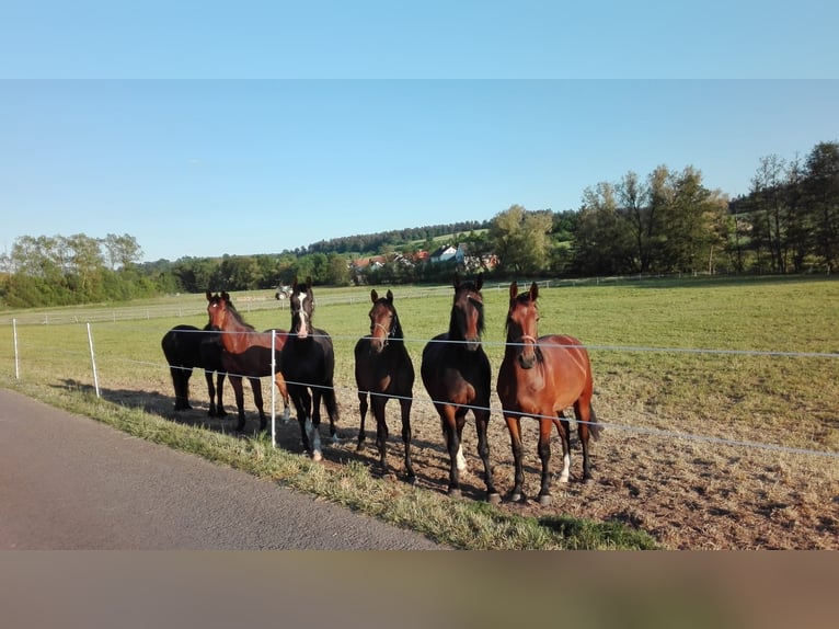 Schweres Warmblut Klacz 8 lat  in Gemünden (Wohra)