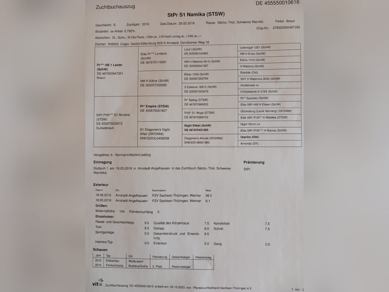 Schweres Warmblut Klacz 9 lat 164 cm Gniada in Schorndorf Schweres Warmblut Klacz 9 lat 164 cm Gniada in Schorndorf