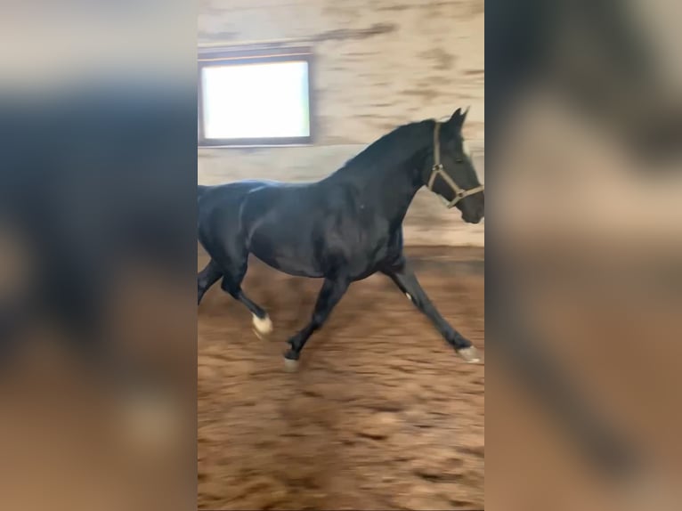Schweres Warmblut Klacz 9 lat 165 cm Kara in Oberharz am Brocken