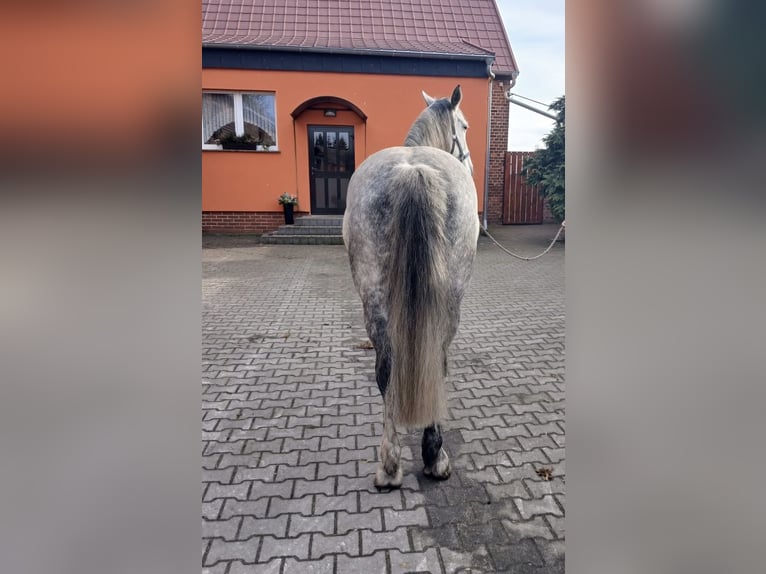 Schweres Warmblut Klacz 9 lat 165 cm Stalowosiwy in Oranienbaum