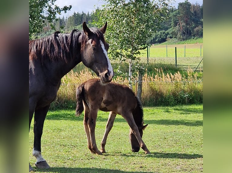 Schweres Warmblut Klacz 9 lat 168 cm Kara in Naugarten