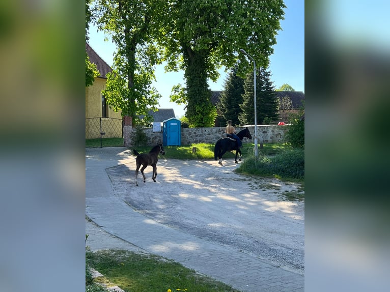 Schweres Warmblut Klacz 9 lat 168 cm Kara in Naugarten