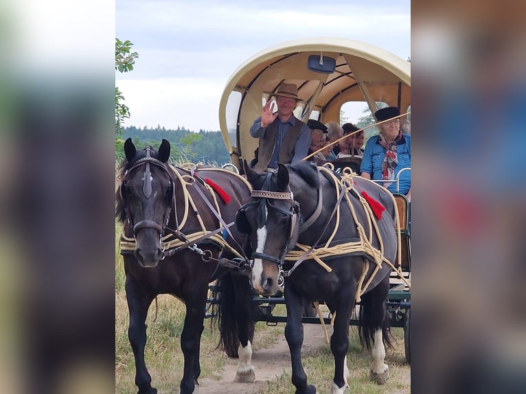 Schweres Warmblut Klacz 9 lat 168 cm Kara in Naugarten