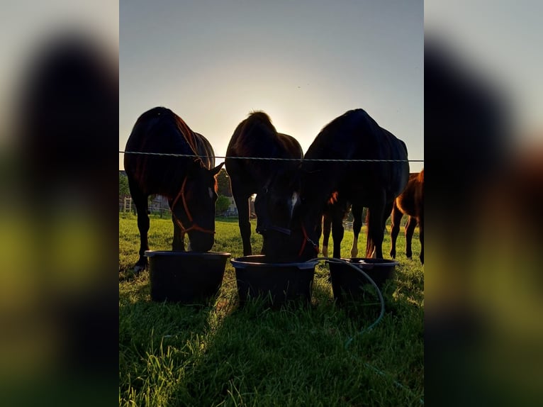 Schweres Warmblut Klacz 9 lat 168 cm Kara in Naugarten