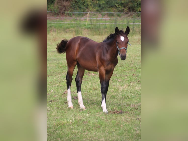 Schweres Warmblut Klacz Źrebak (05/2026) Gniada in Döbeln