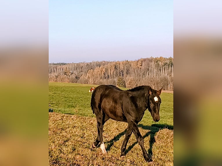 Schweres Warmblut Ogier 1 Rok 145 cm Kara in Hohnstein