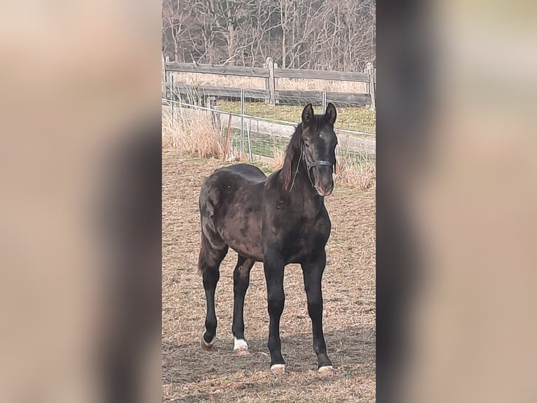 Schweres Warmblut Ogier 1 Rok 165 cm Kara in Ruhla